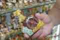 Сувенирная продукция